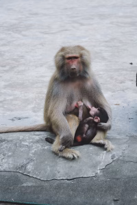 Is Ashwagandha safe for breastfeeding