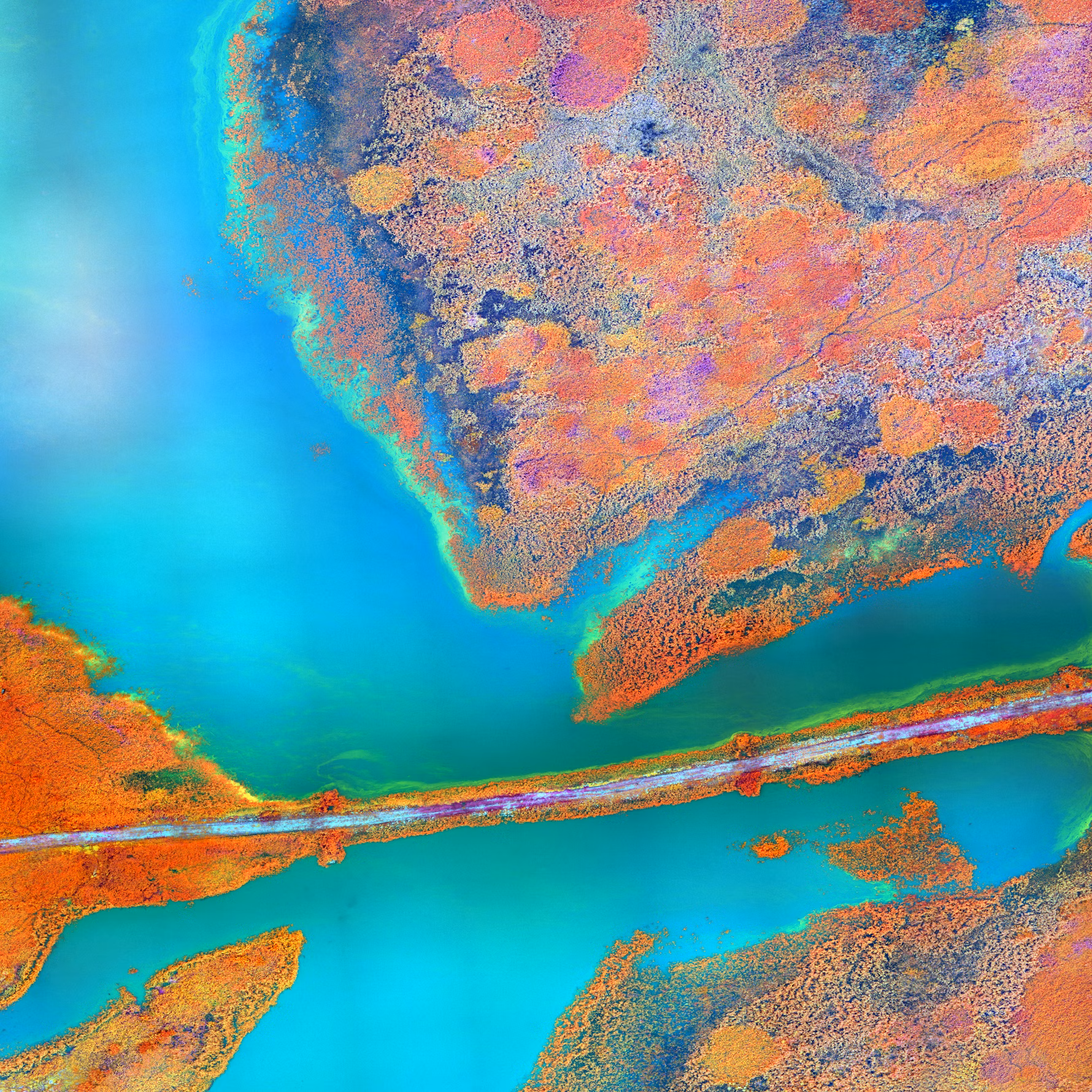 What are the names of the three major types of harmful algal blooms (habs) that occur in florida